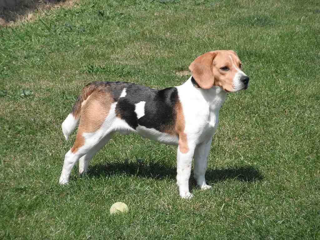 Beagle_Faraon