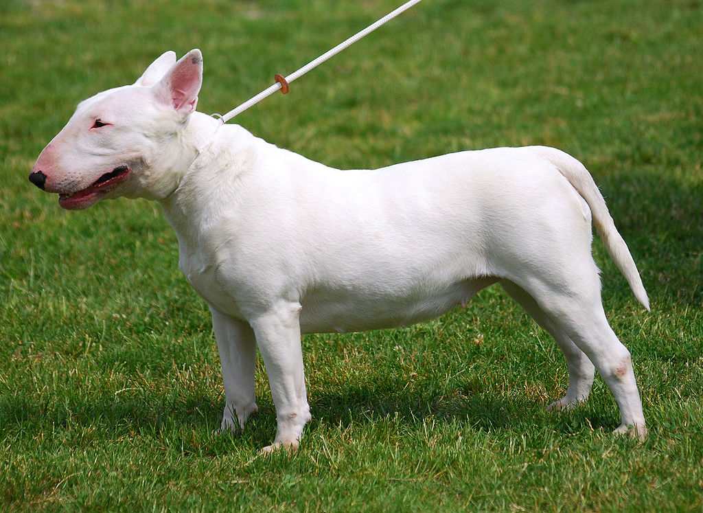 Bull_Terrier