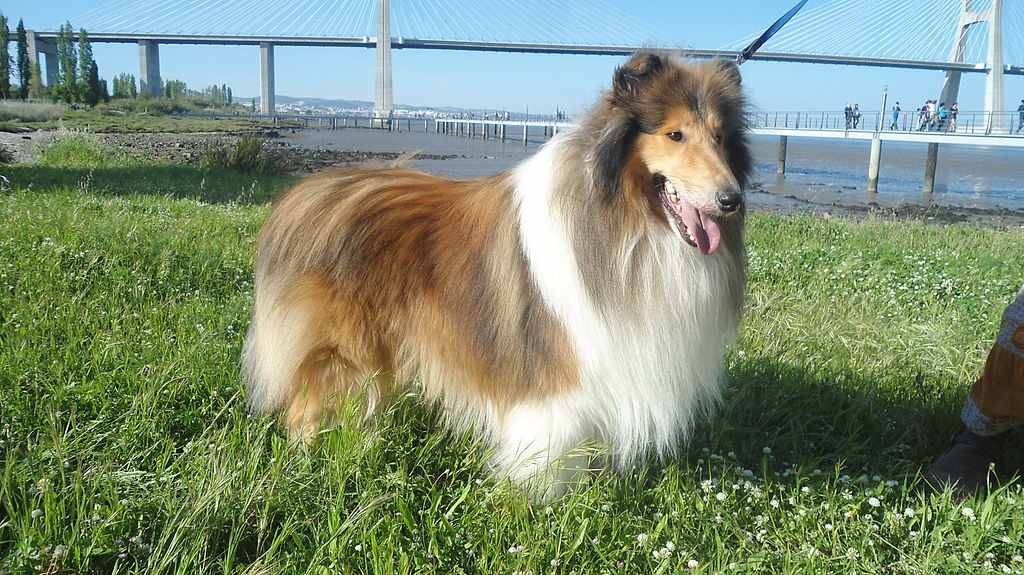 Collie_