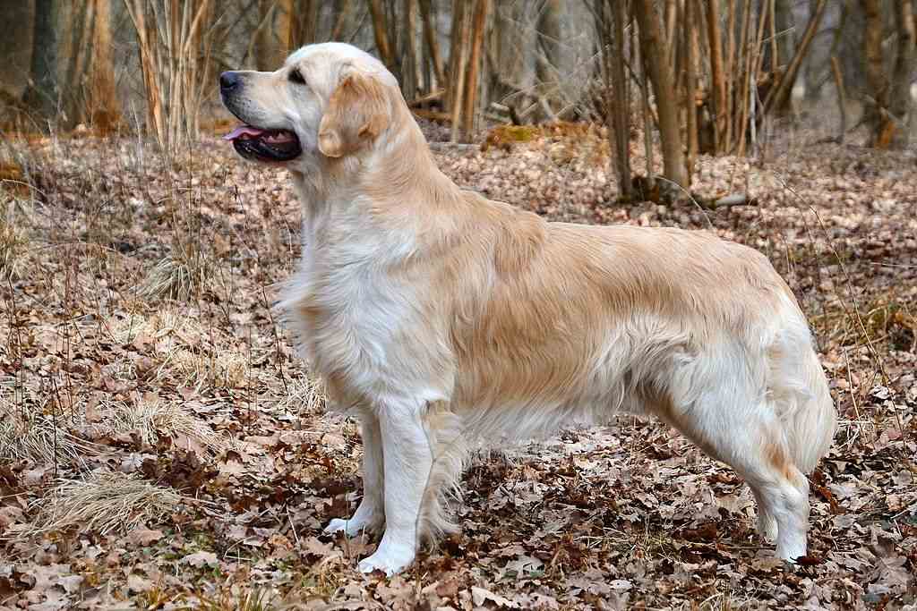 Golden_Retriever_