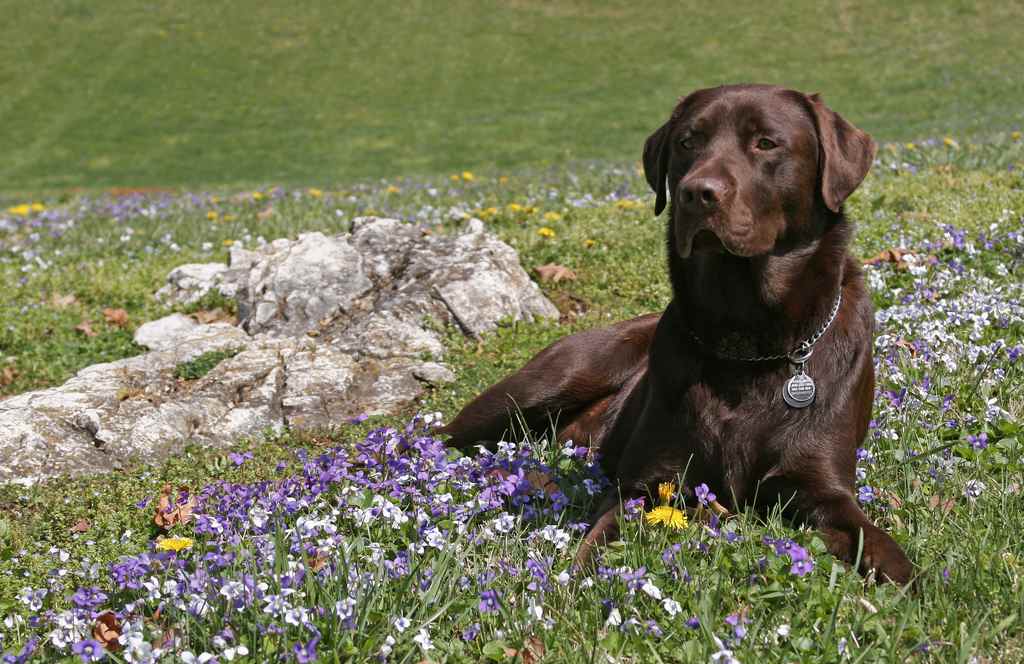 Labrador_Retriever