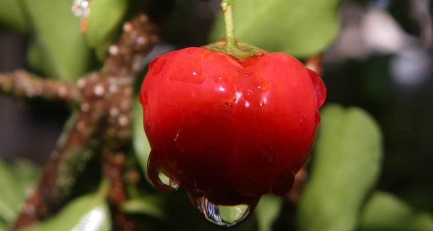 Acerola