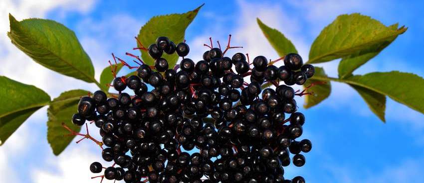 Aronia