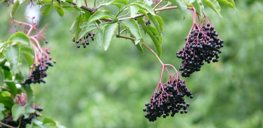 Elderberry