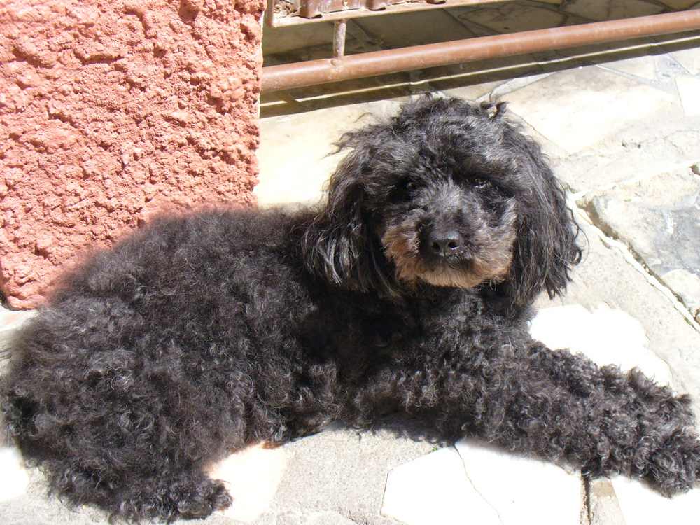 Miniature Poodle