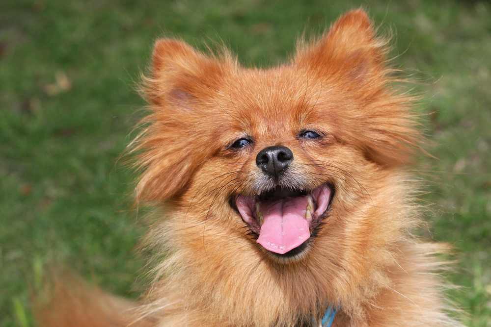 Pomeranian