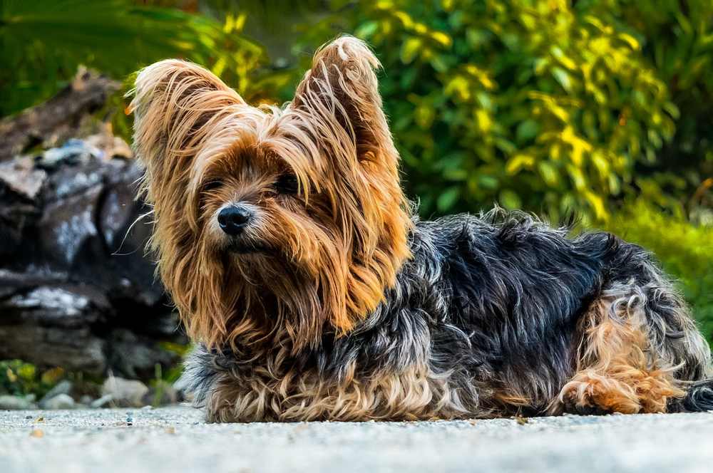 YorkshieTerrier