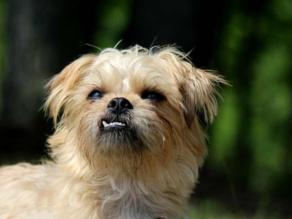 brussels-griffon