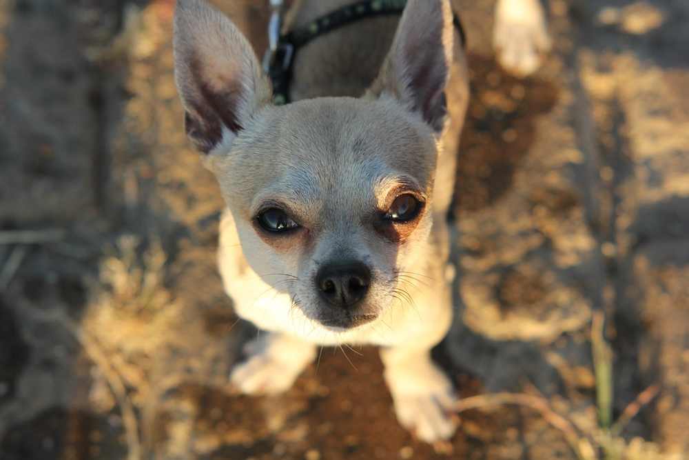 chihuahua