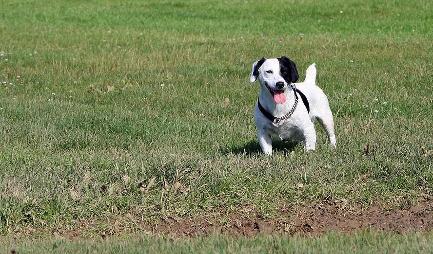 jack-russell