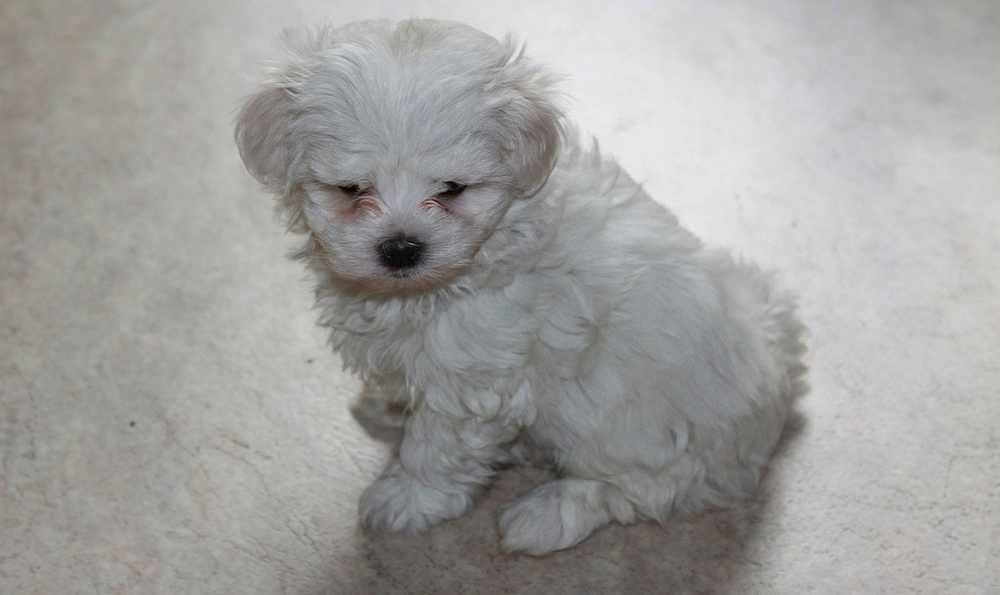 maltese