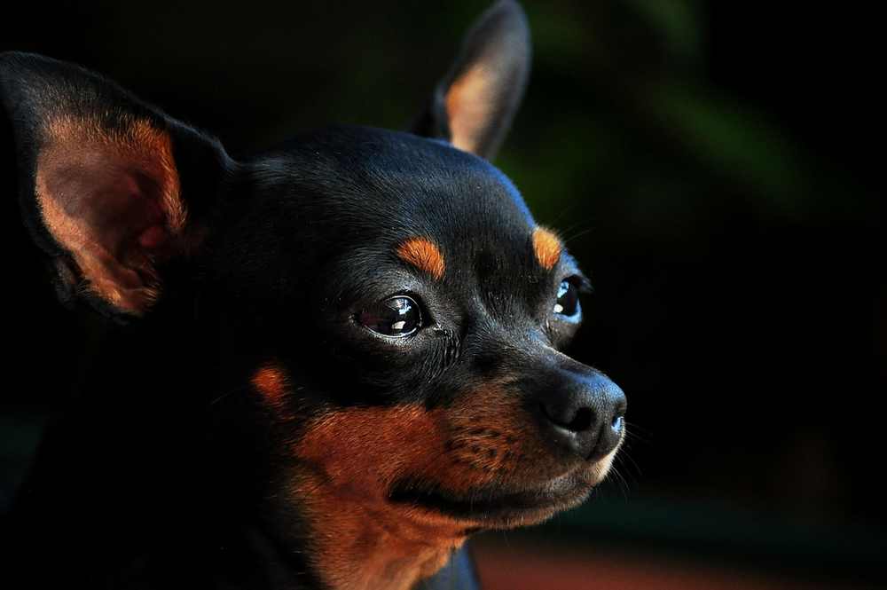 pinscher