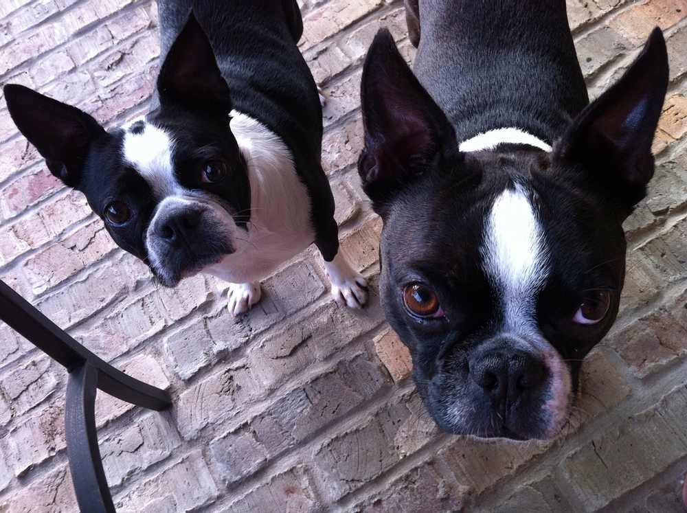 boston terriers