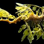 The leafy seadragon, Phycodurus eques