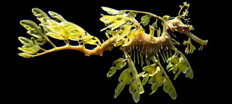 The leafy seadragon, Phycodurus eques